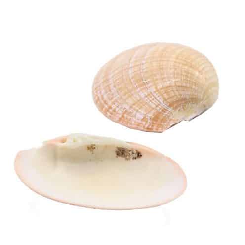 صدف دریایی زلفی