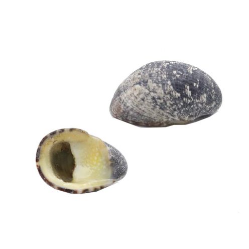 صدف دریایی زلفی