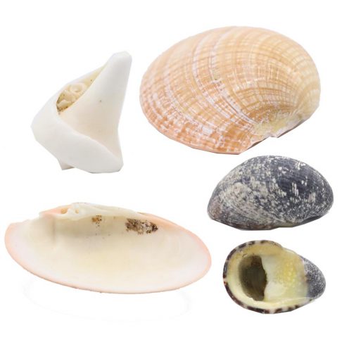 صدف دریایی زلفی