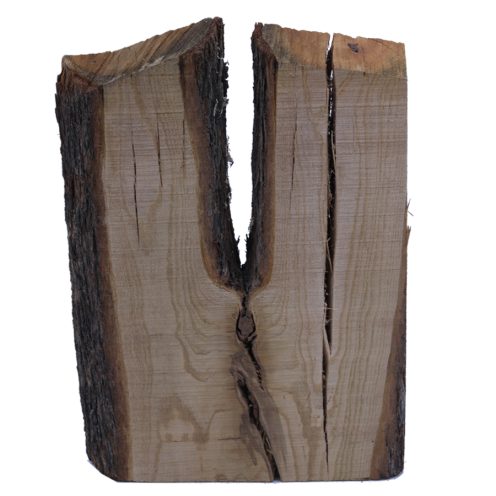 تنه درخت قامه ای