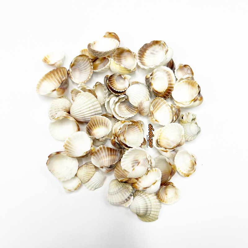 صدف دریایی بزرگ جور ورلد